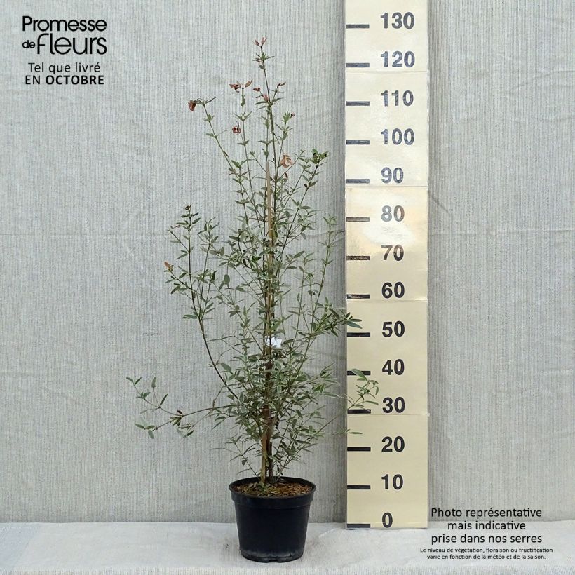 Esemplare di Eucryphia lucida Gilt Edge Vaso da 4L/5L come consegnato in autunno