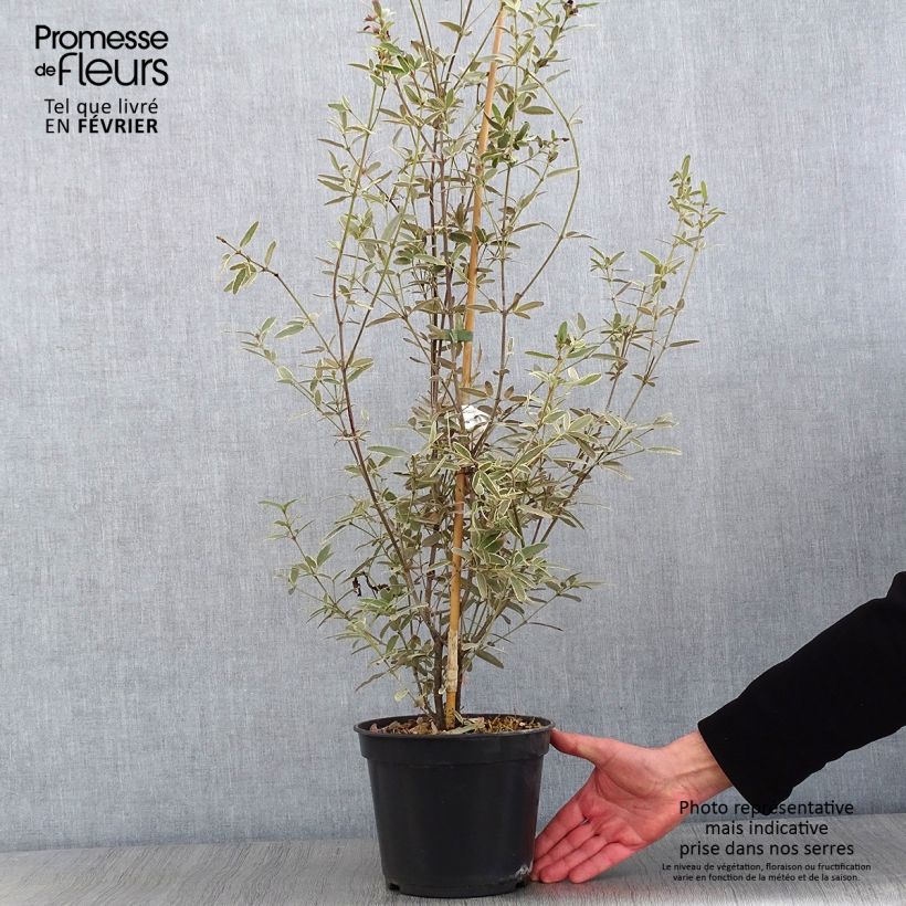 Eucryphia lucida Gilt Edge Vaso da 4L/5L esemplare consegnato in inverno