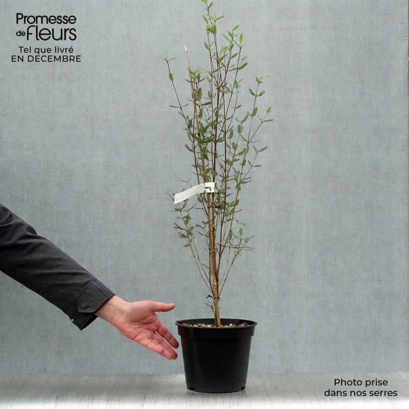 Eucryphia lucida Pink cloud Vaso da 4L/5L esemplare consegnato in inverno