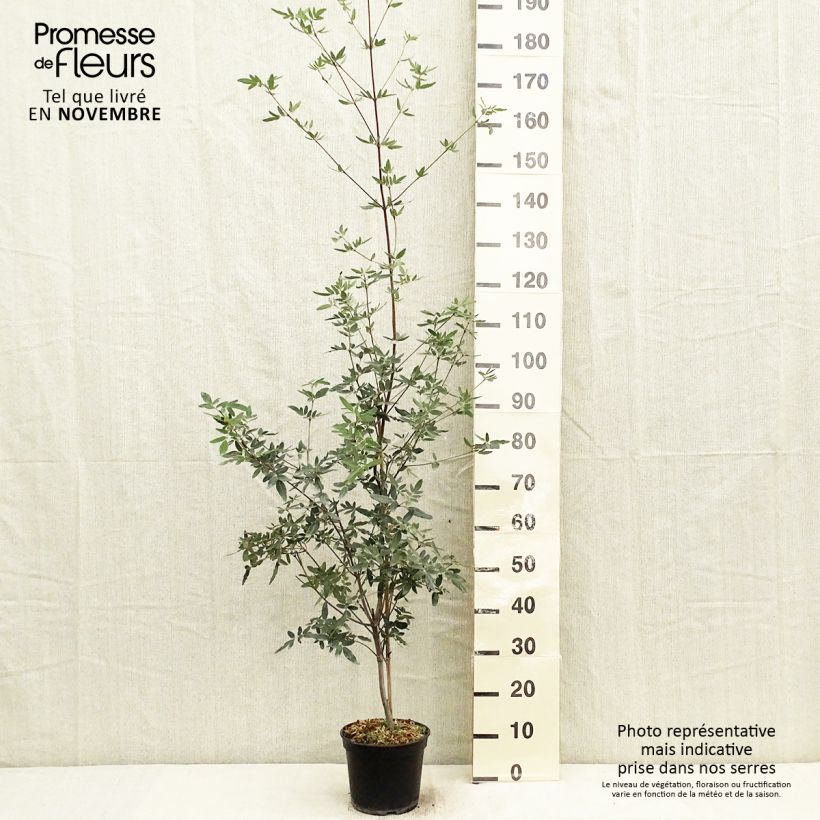 Esemplare di Eucryphia moorei Vaso da 4L/5L come consegnato in autunno