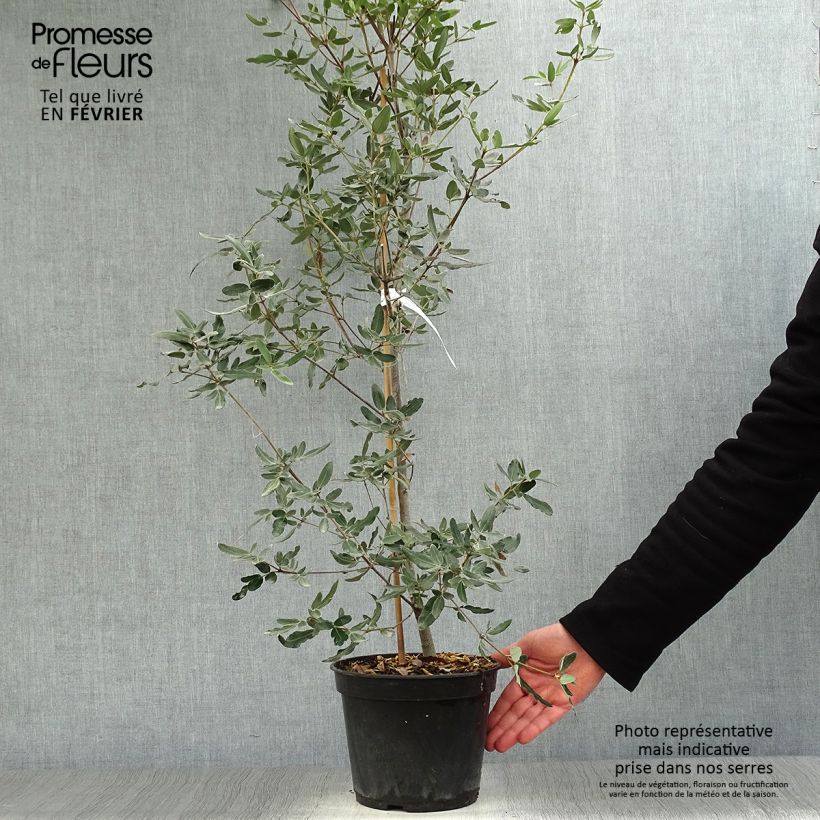 Eucryphia moorei Vaso da 4L/5L esemplare consegnato in inverno