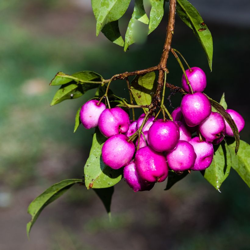 Eugenia uniflora Etna Fire (Raccolta)