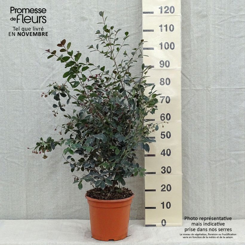 Esemplare di Eugenia uniflora Etna Fire Vaso da 7,5L/10L come consegnato in autunno