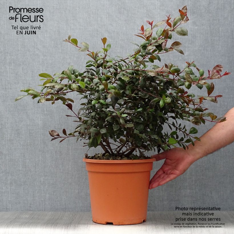 Esemplare di Eugenia uniflora Etna Fire Vaso da 7,5L/10L consegnato in estate