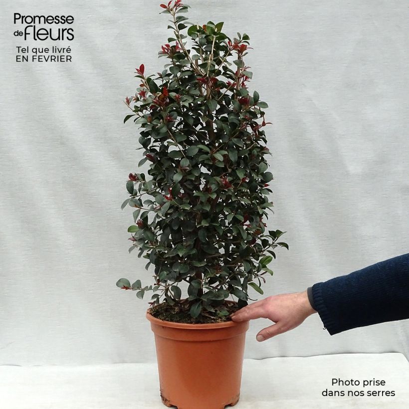 Eugenia uniflora Etna Fire Vaso da 7,5L/10L esemplare consegnato in inverno