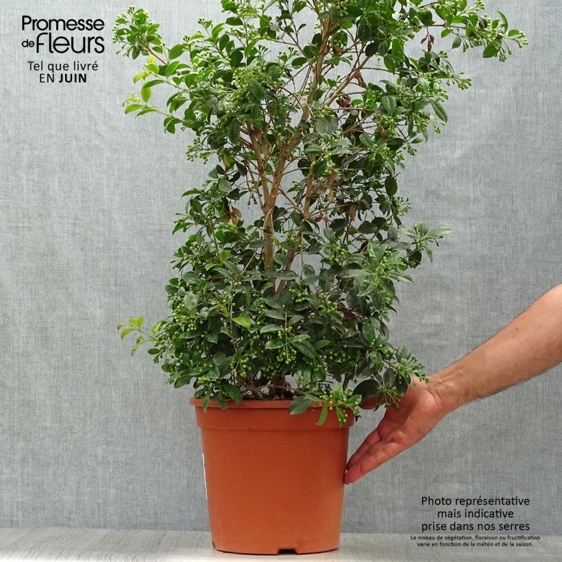 Esemplare di Eugenia myrtifolia New Port Vaso da 4L/5L consegnato in estate