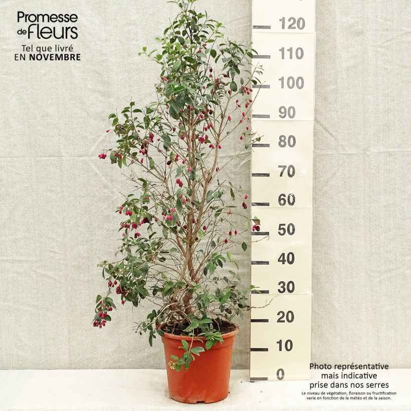 Esemplare di Eugenia myrtifolia New Port Vaso da 4L/5L come consegnato in autunno