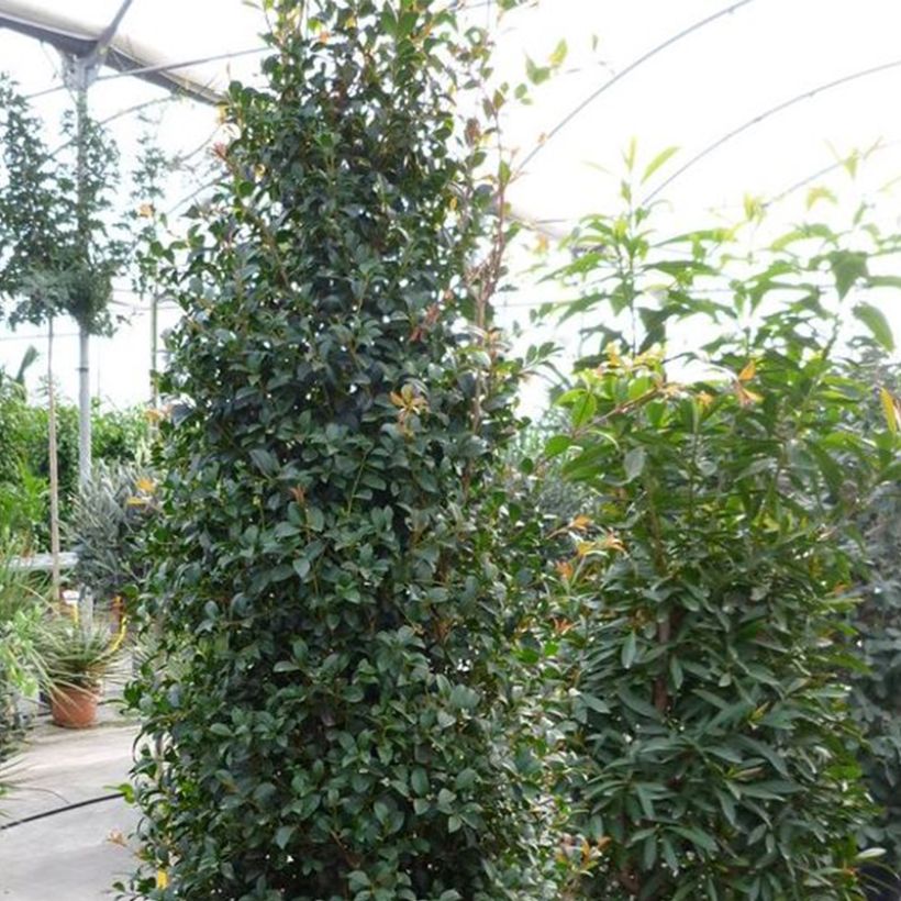 Eugenia myrtifolia New Port (Porto)