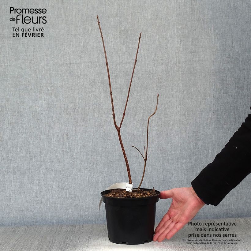 Tetradium daniellii - Evodia Vaso da 2L/3L esemplare consegnato in inverno