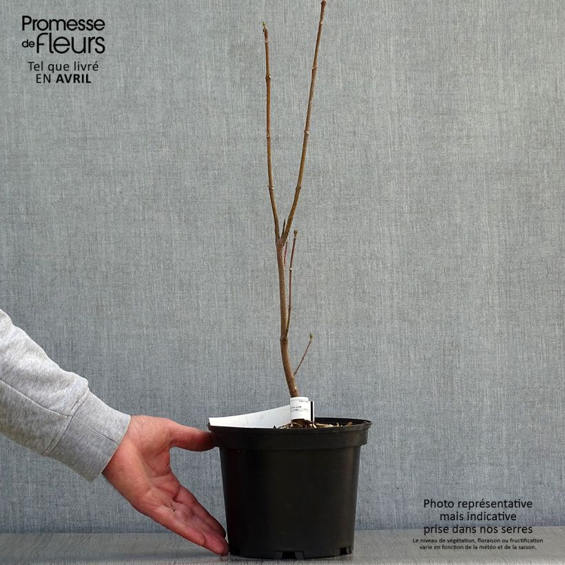 Tetradium daniellii - Evodia Vaso da 2L/3L esemplare consegnato in primavera