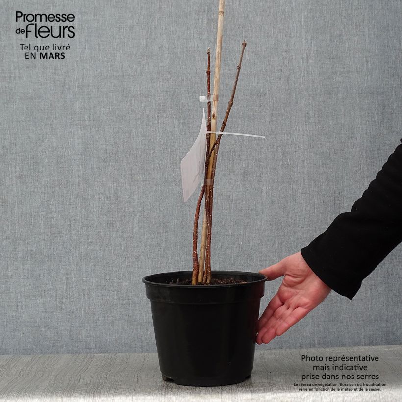 Tetradium daniellii - Evodia Vaso da 4L/5L esemplare consegnato in inverno