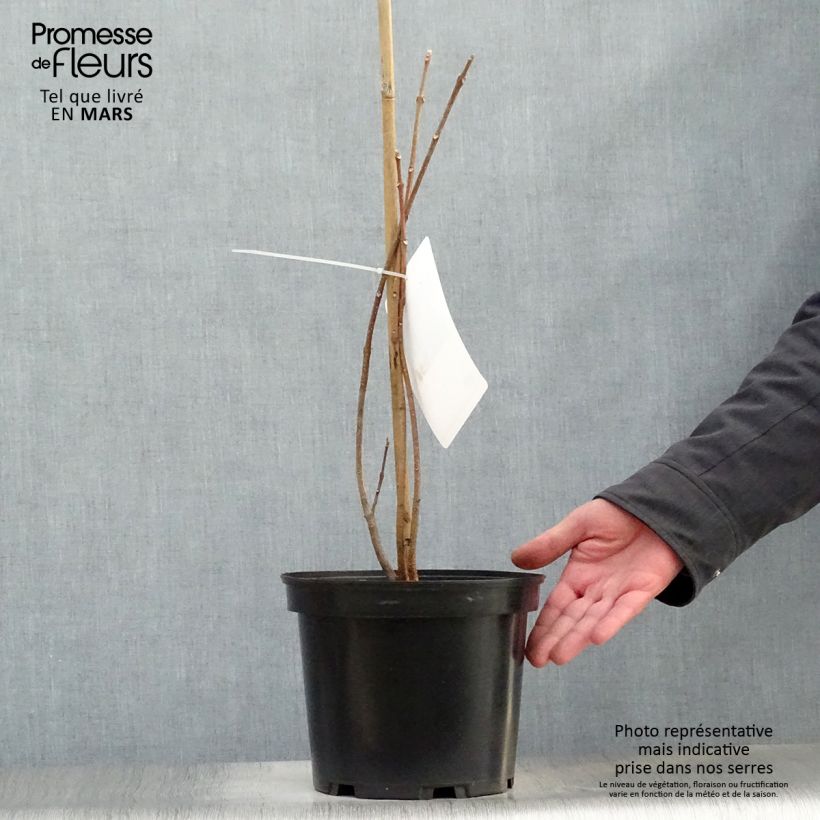 Tetradium daniellii - Evodia Vaso da 4L/5L esemplare consegnato in primavera