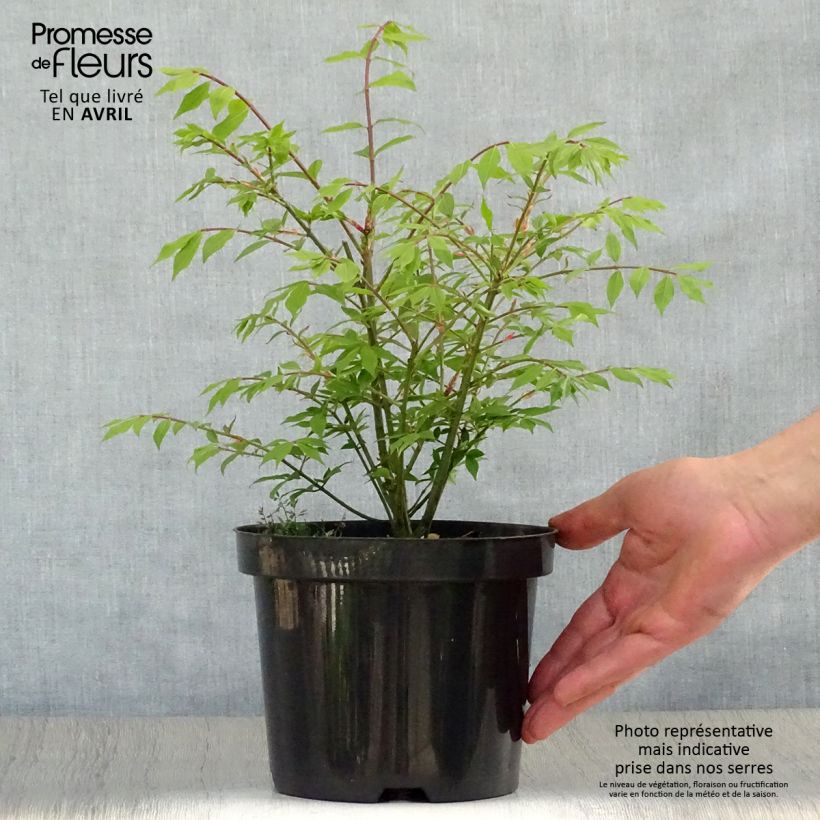 Euonymus alatus Compactus - Evonimo alato Vaso da 2L/3L esemplare consegnato in primavera