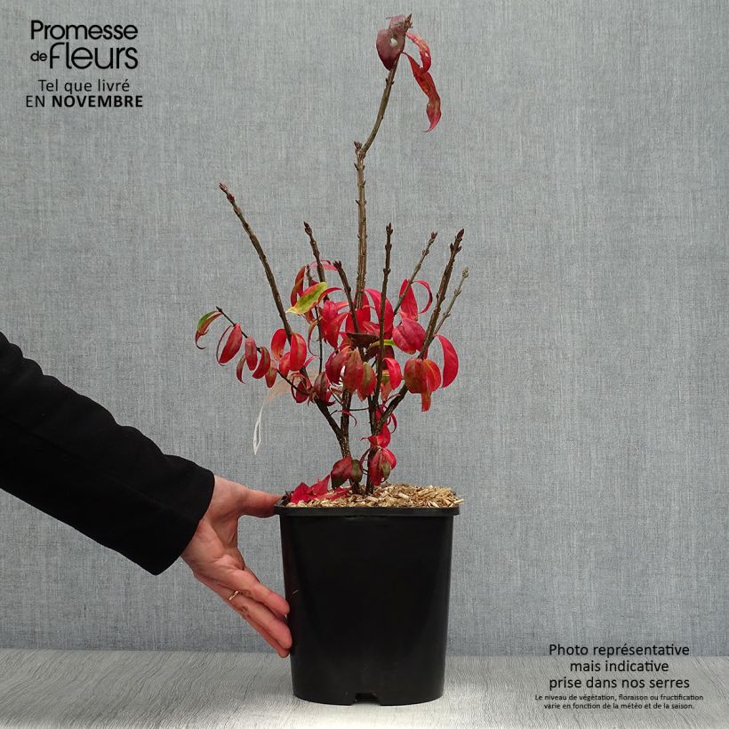 Esemplare di Euonymus alatus Compactus - Evonimo alato Vaso da 4L/5L come consegnato in autunno