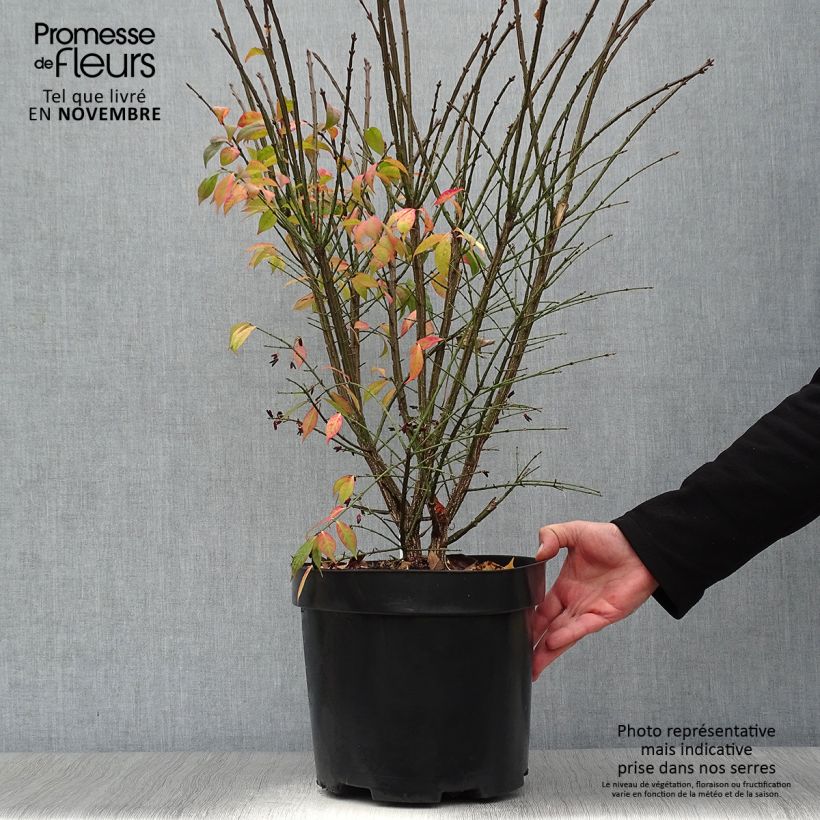 Esemplare di Euonymus alatus Compactus - Evonimo alato Vaso da 7,5L/10L come consegnato in autunno