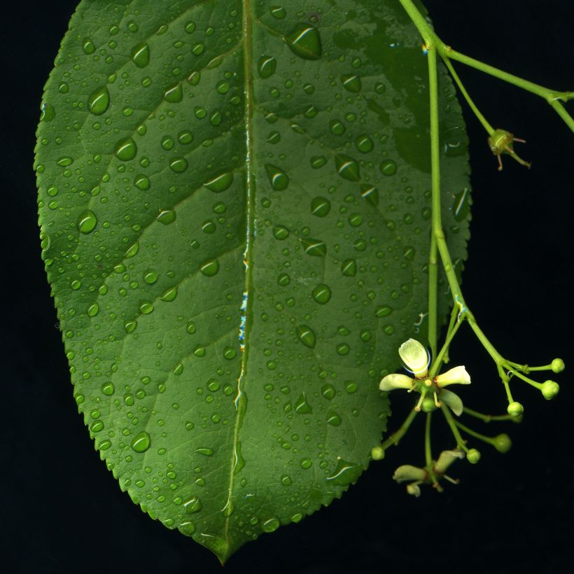 Euonymus europaeus - Fusaria comune (Fogliame)