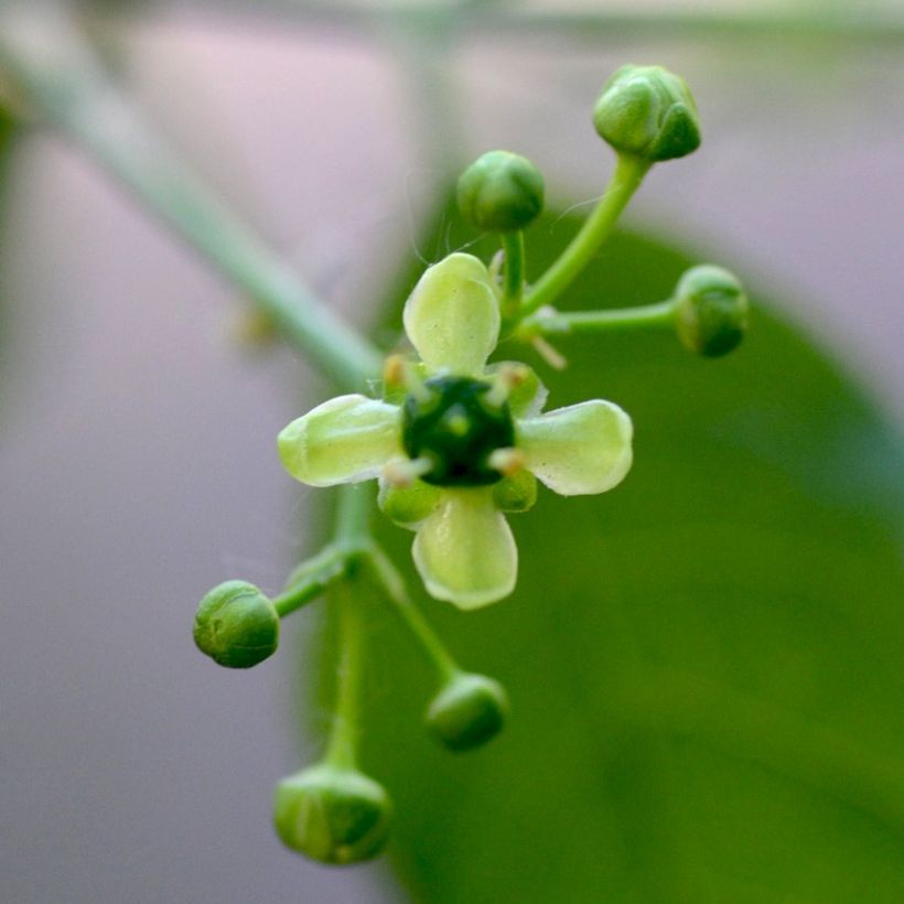 Euonymus europaeus - Fusaria comune (Fioritura)