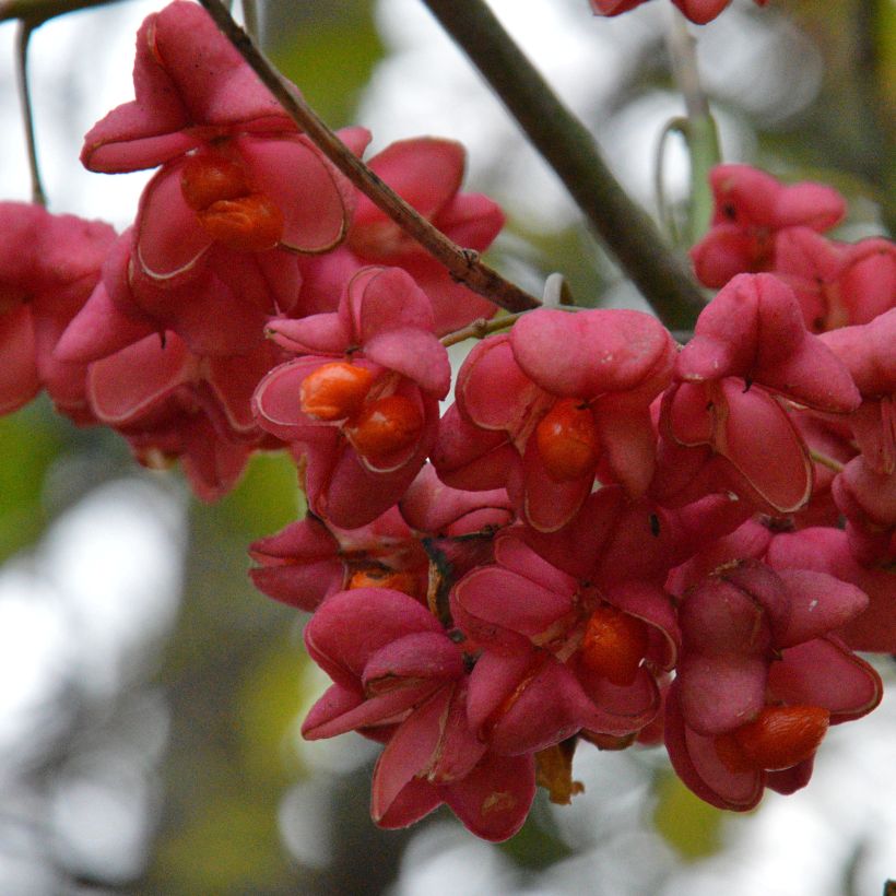 Euonymus europaeus - Fusaria comune (Raccolta)