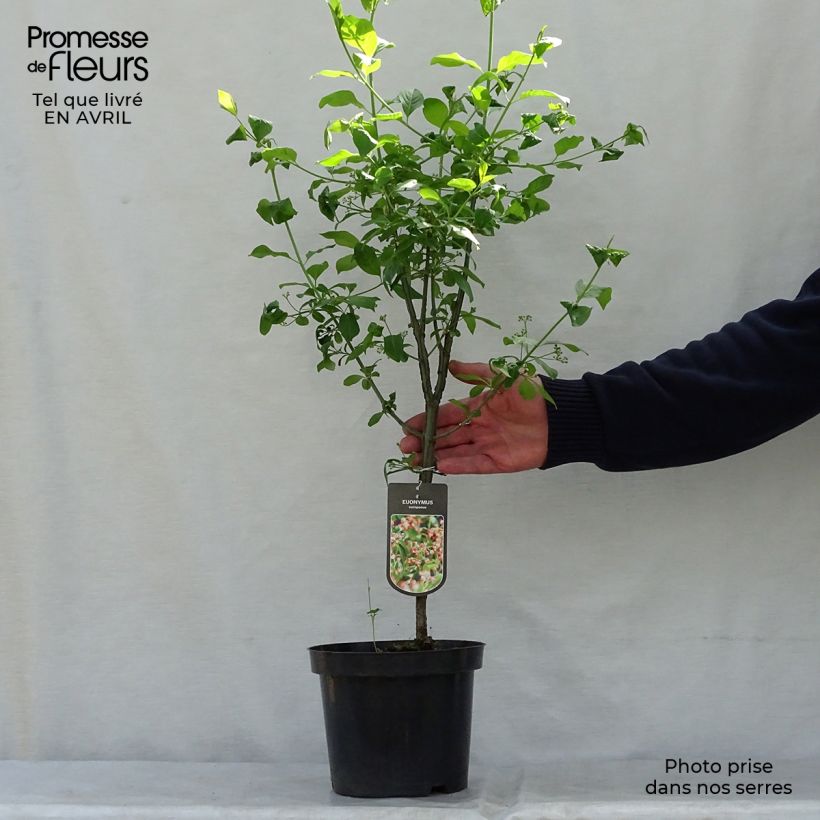 Euonymus europaeus - Fusaria comune Vaso da 7,5L/10L esemplare consegnato in primavera