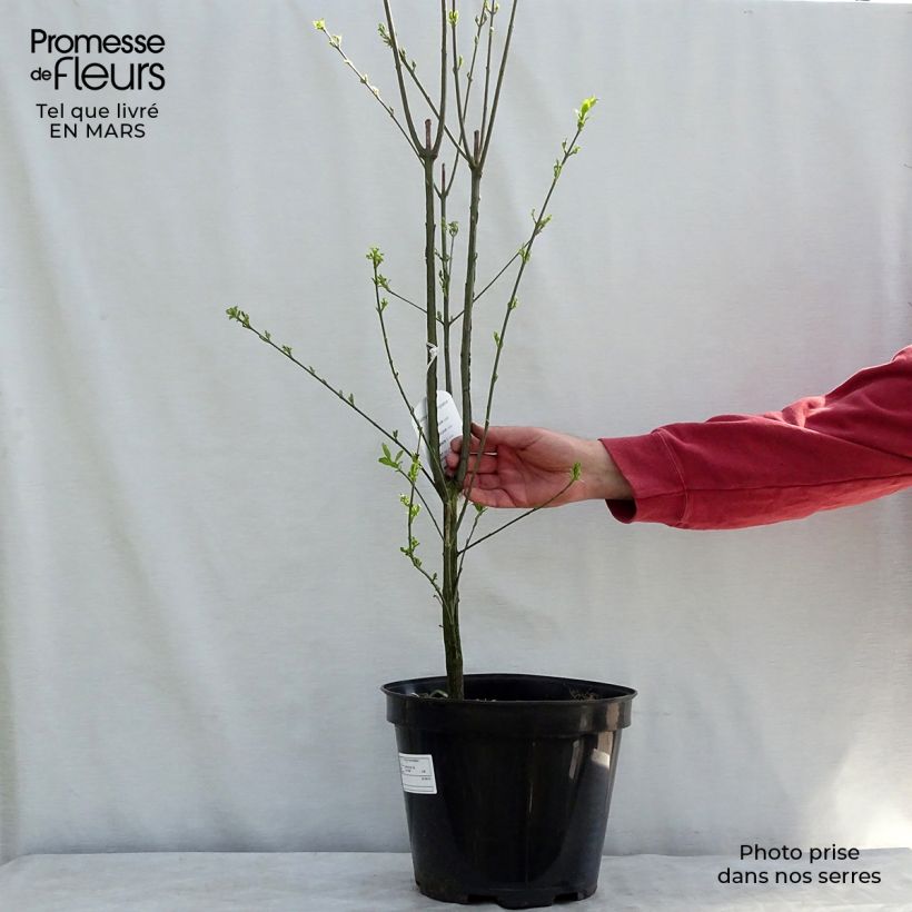 Euonymus europaeus - Fusaria comune Vaso da 7,5L/10L esemplare consegnato in inverno