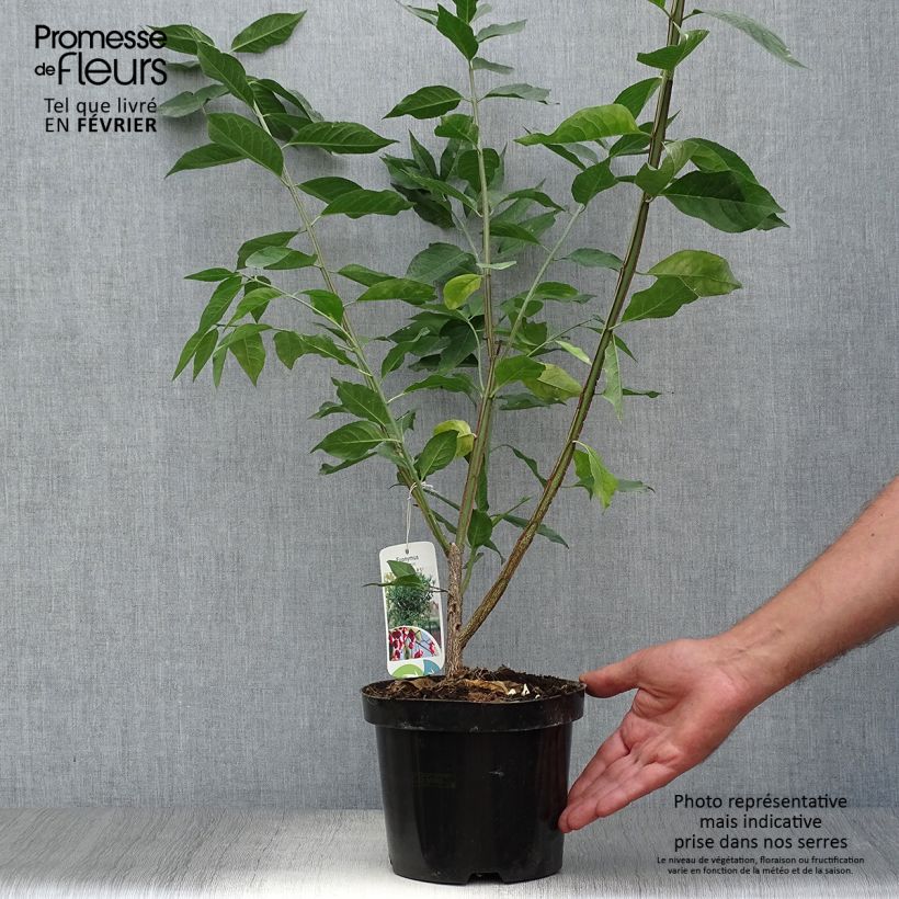 Esemplare di Euonymus europaeus - Fusaria comune Vaso da 2L/3L come consegnato in autunno