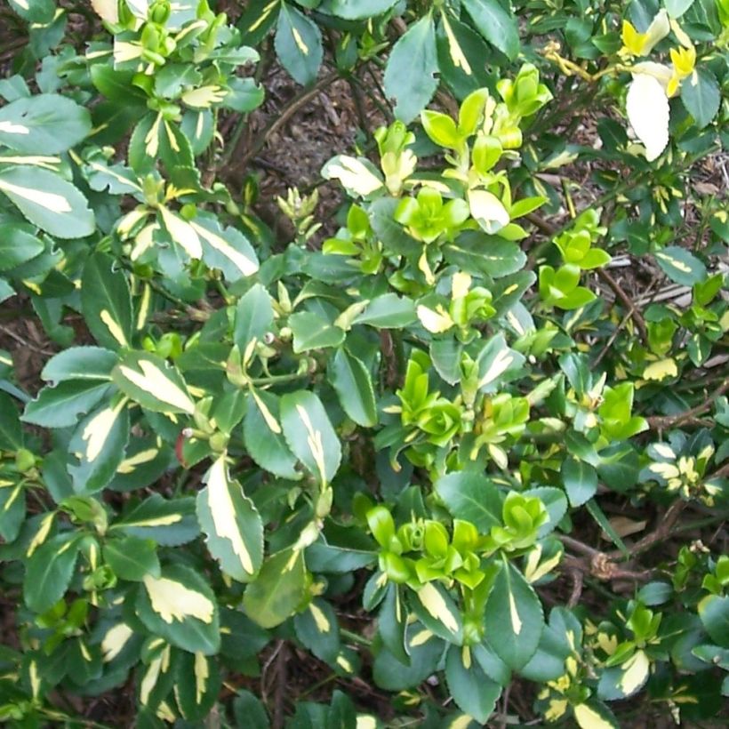 Euonymus fortunei Blondy (Fogliame)