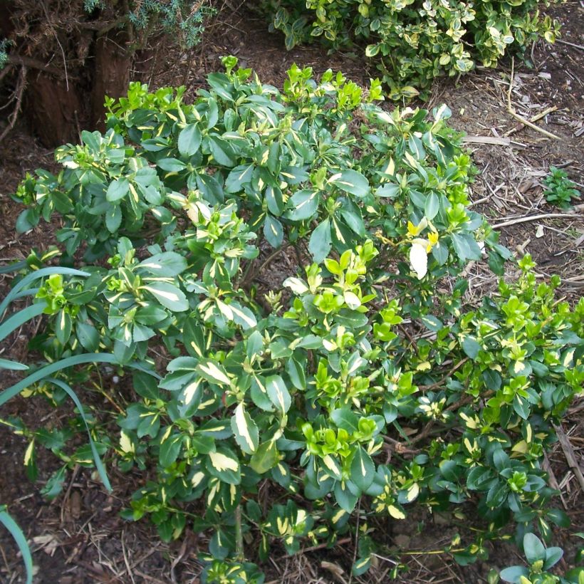 Euonymus fortunei Blondy (Porto)