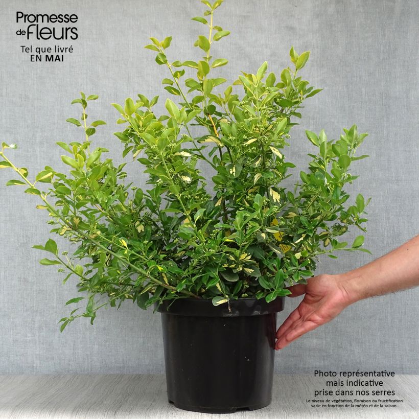 Euonymus fortunei Blondy Vaso da 7,5L/10L esemplare consegnato in primavera