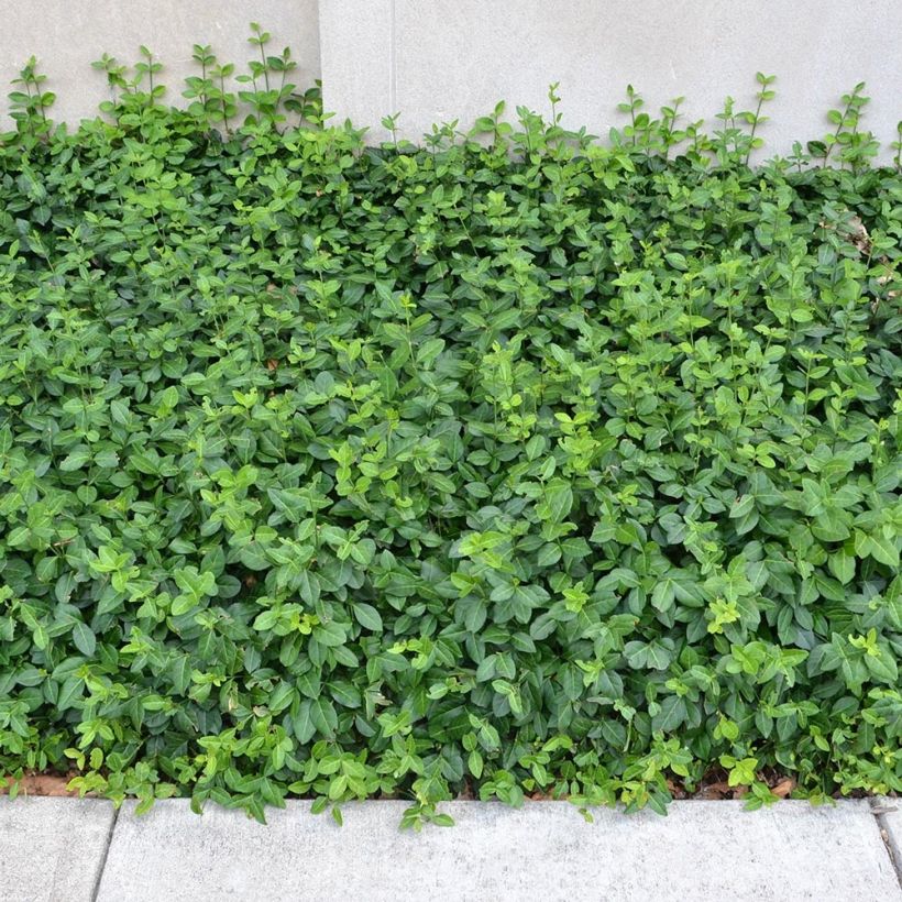 Euonymus fortunei Coloratus (Porto)