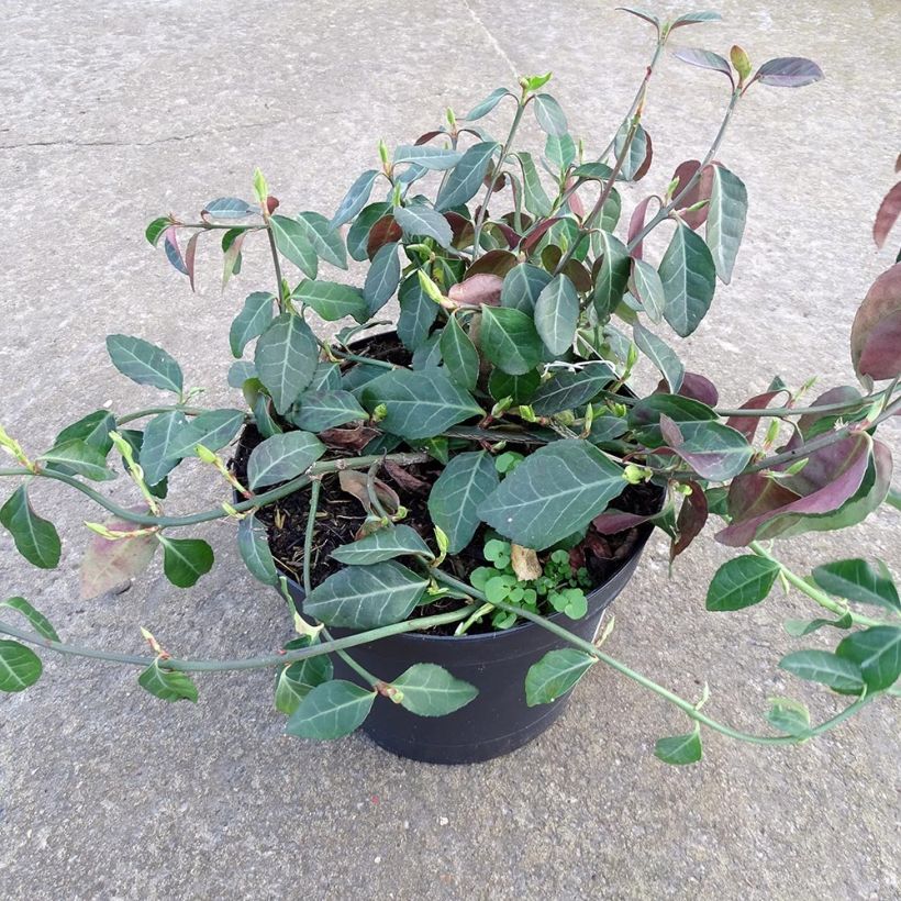 Euonymus fortunei Coloratus Vaso da 1,5L/2L esemplare consegnato in inverno