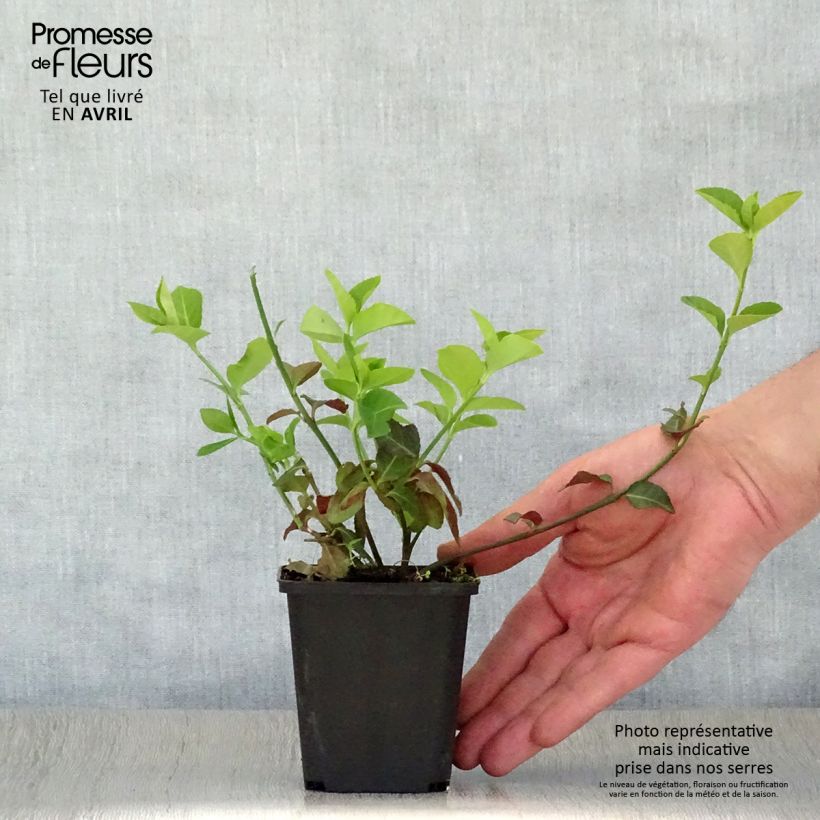 Euonymus fortunei Coloratus Vasetto da 8/9 cm esemplare consegnato in primavera