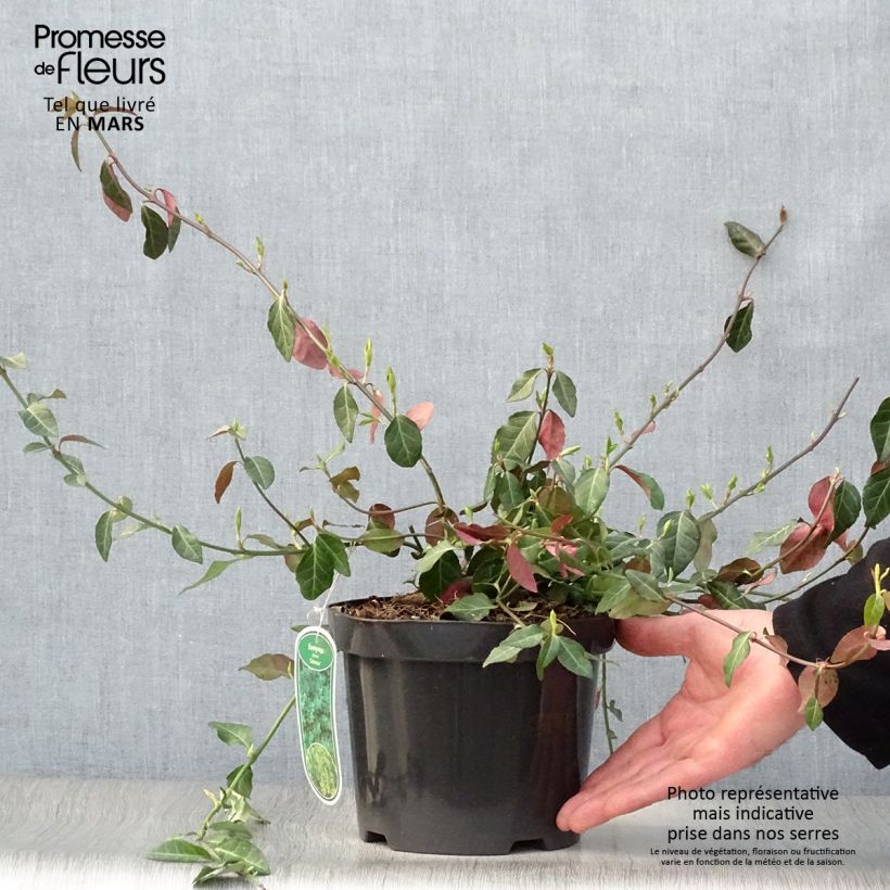 Euonymus fortunei Coloratus Vaso da 1,5L/2L esemplare consegnato in primavera