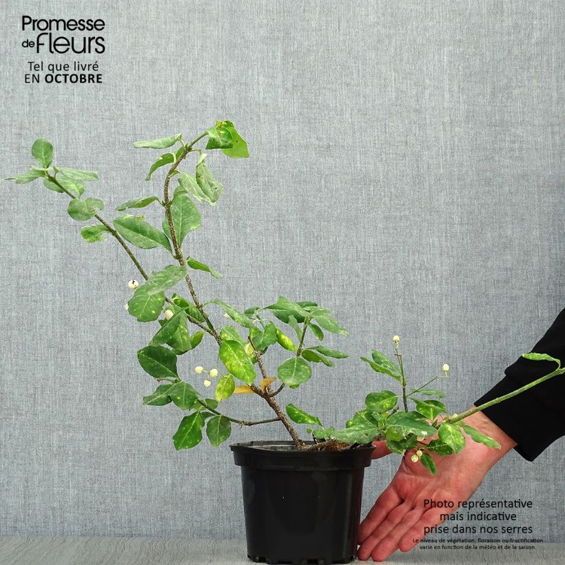 Esemplare di Euonymus fortunei Dart's Blanket Vaso da 2L/3L come consegnato in autunno