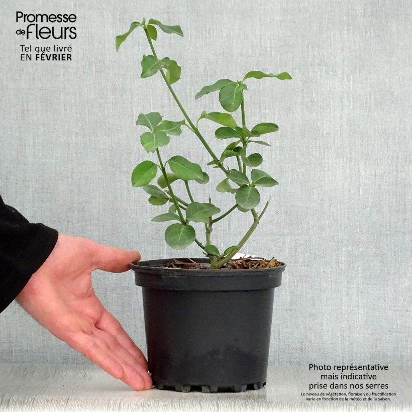 Euonymus fortunei Dart's Blanket Vaso da 2L/3L esemplare consegnato in inverno