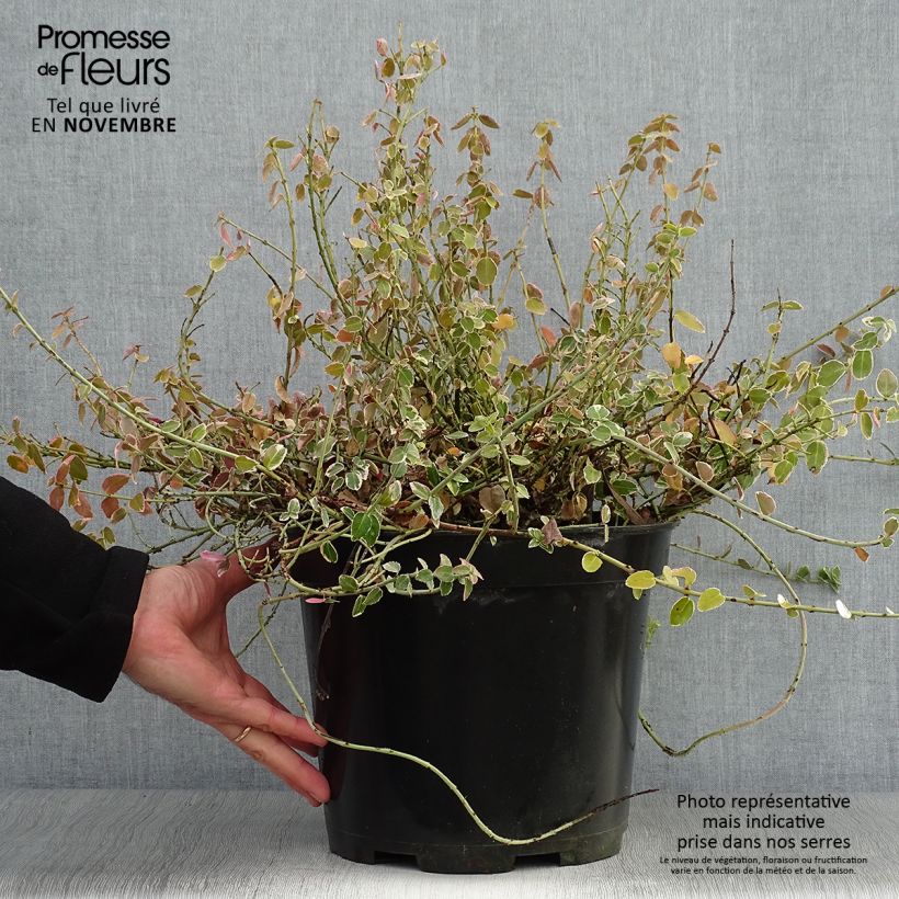 Esemplare di Euonymus fortunei Emerald Gaiety Vaso da 7,5L/10L come consegnato in autunno