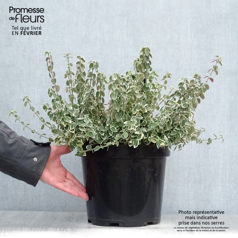 Euonymus fortunei Emerald Gaiety Vaso da 7,5L/10L esemplare consegnato in inverno