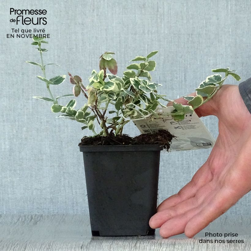 Esemplare di Euonymus fortunei Emerald Gaiety Vasetto da 8/9 cm come consegnato in autunno