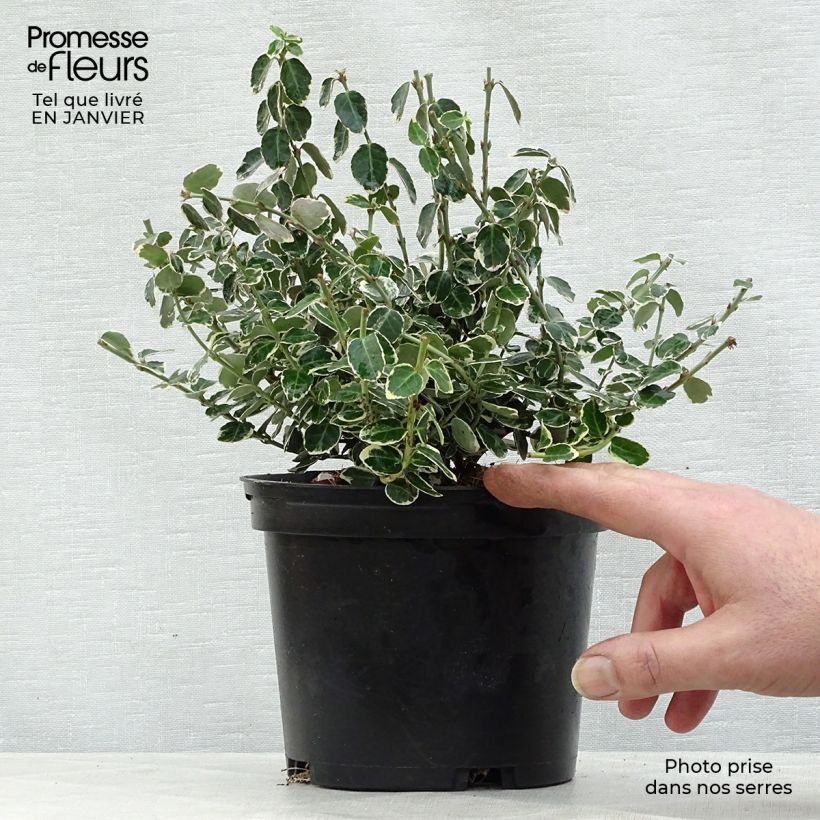 Euonymus fortunei Emerald Gaiety Vasetto da 8/9 cm esemplare consegnato in inverno