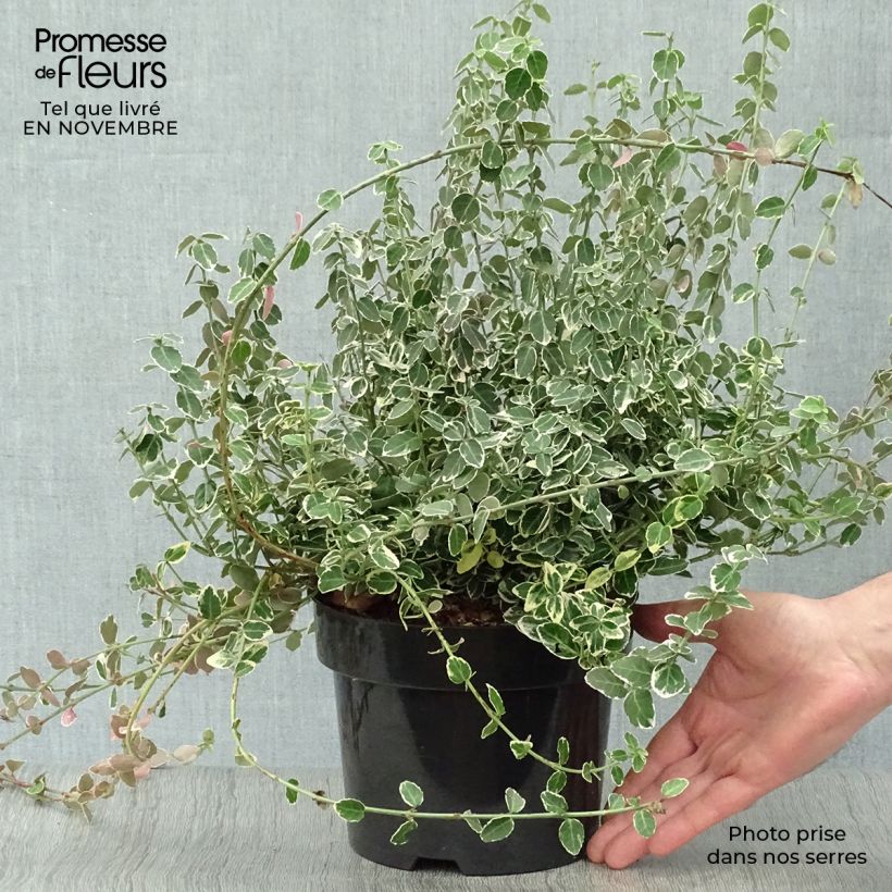 Esemplare di Euonymus fortunei Emerald Gaiety Vaso da 2L/3L come consegnato in autunno
