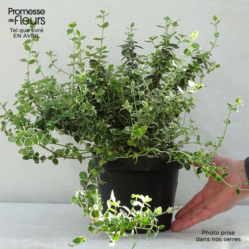 Euonymus fortunei Emerald Gaiety Vaso da 2L/3L esemplare consegnato in primavera