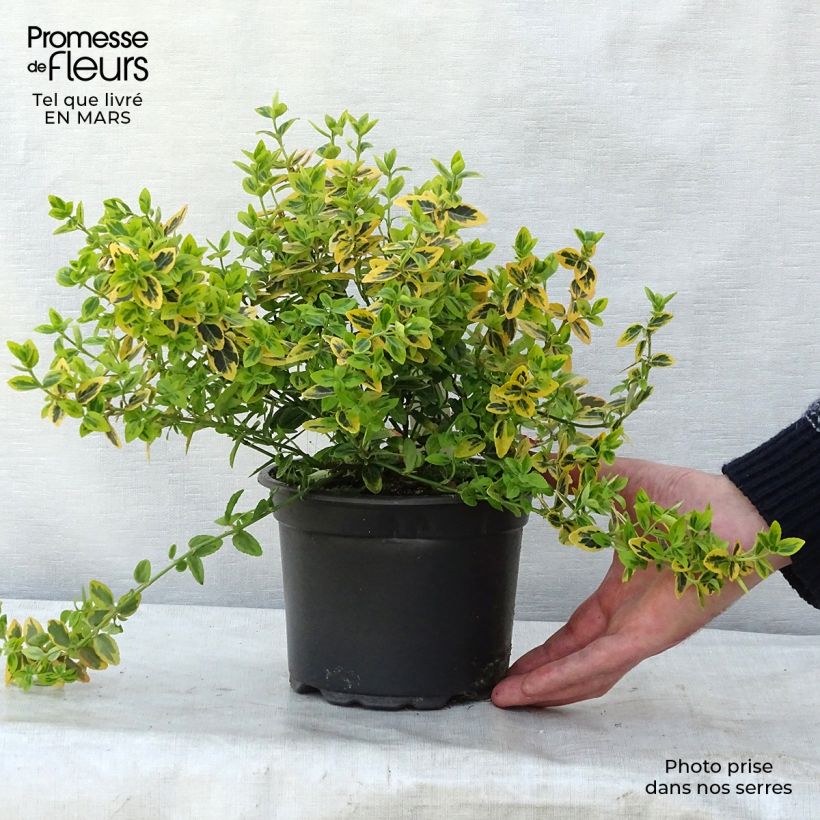 Euonymus fortunei Emerald 'n gold Vaso da 2L/3L esemplare consegnato in inverno