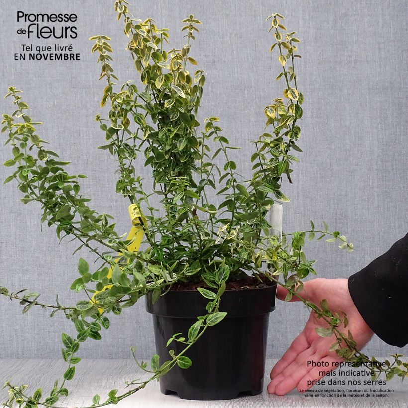 Esemplare di Euonymus fortunei Emerald 'n gold Vaso da 2L/3L come consegnato in autunno