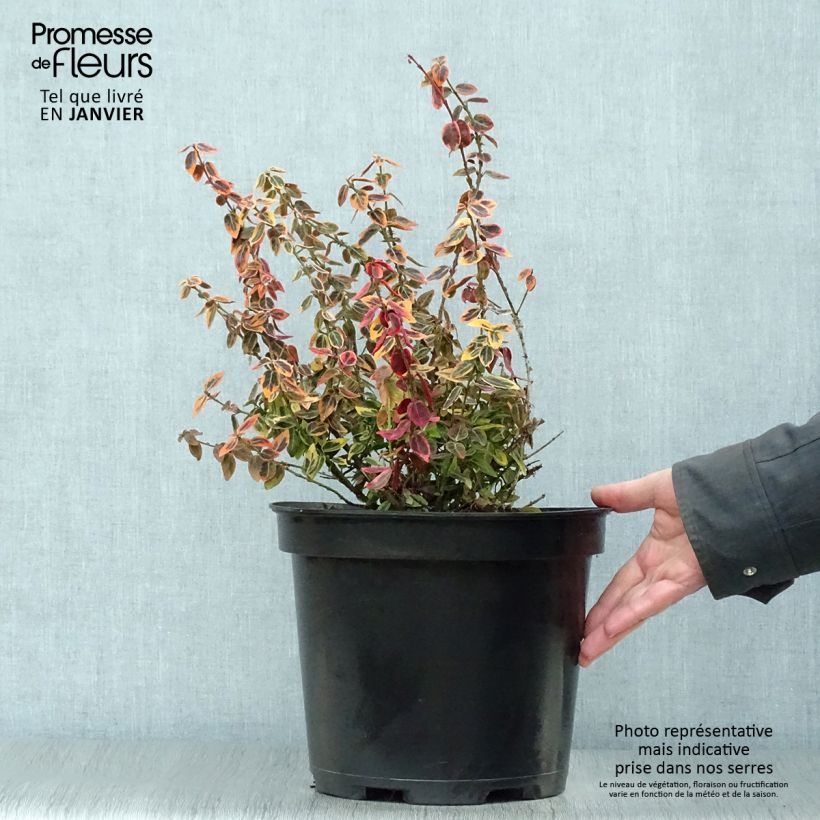 Euonymus fortunei Emerald 'n gold Vaso da 4L/5L esemplare consegnato in inverno