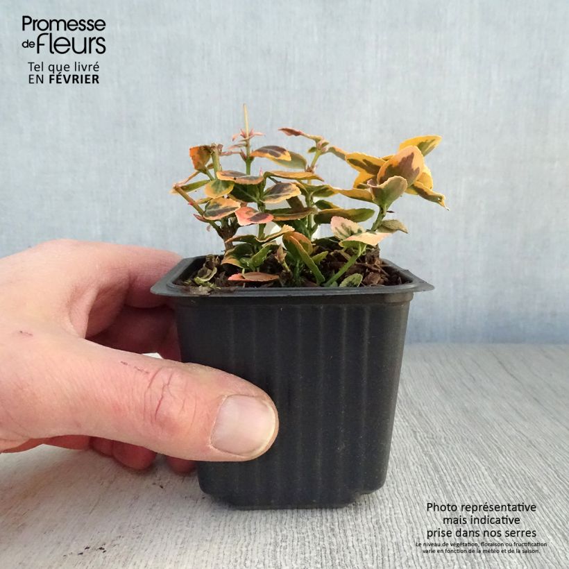 Euonymus fortunei Emerald 'n gold Vasetto da 8/9 cm esemplare consegnato in inverno