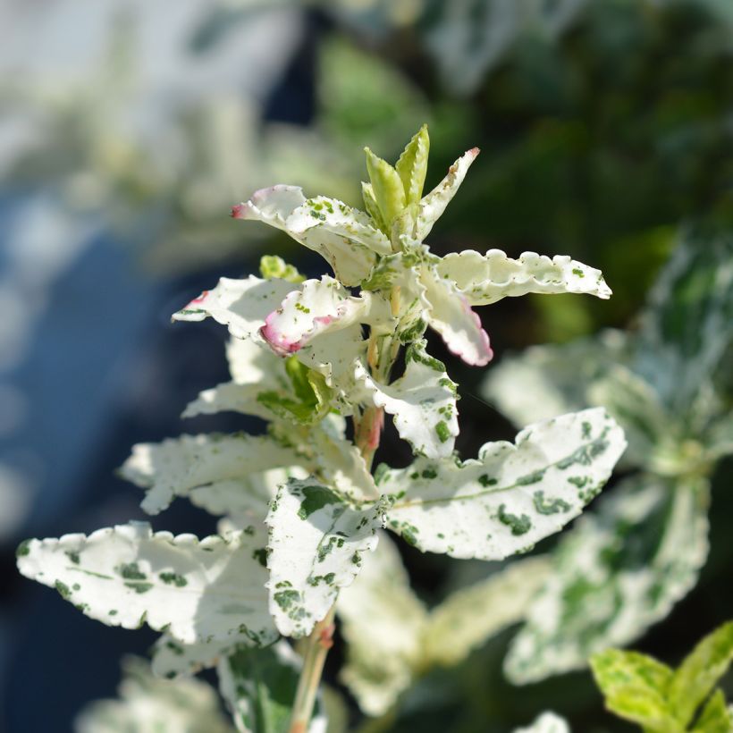 Euonymus fortunei Harlequin (Fogliame)