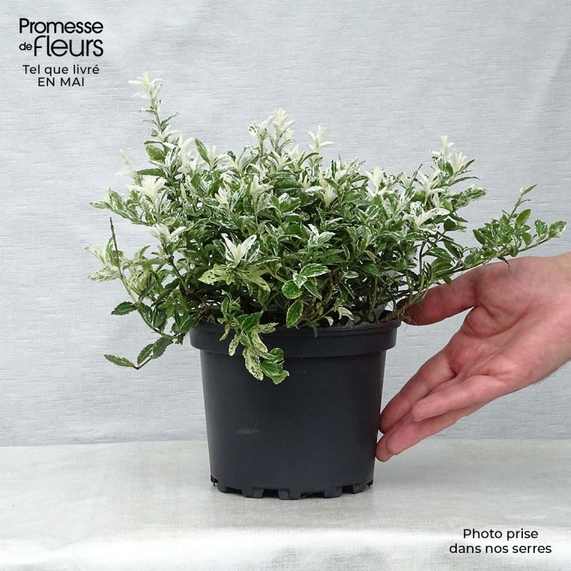 Euonymus fortunei Harlequin Vaso da 2L/3L esemplare consegnato in primavera