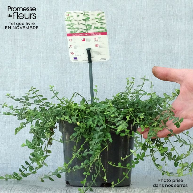 Esemplare di Euonymus fortunei Minimus Vaso da 2L/3L come consegnato in autunno