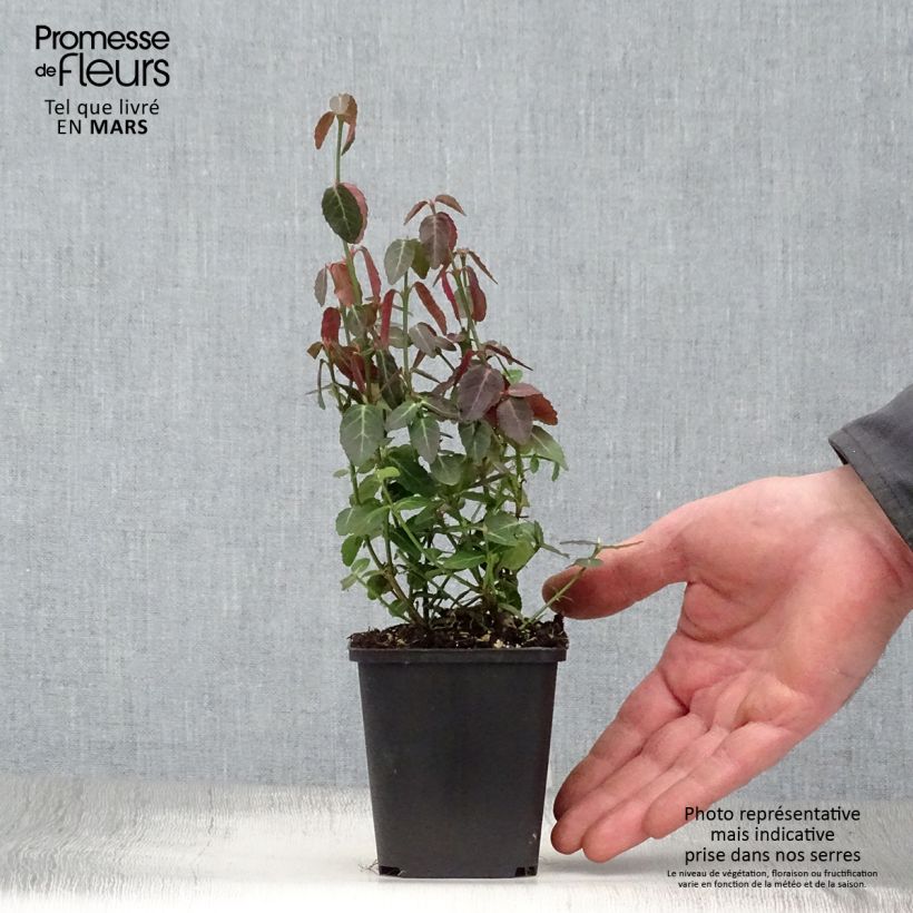 Euonymus fortunei Radicans Vasetto da 8/9 cm esemplare consegnato in primavera