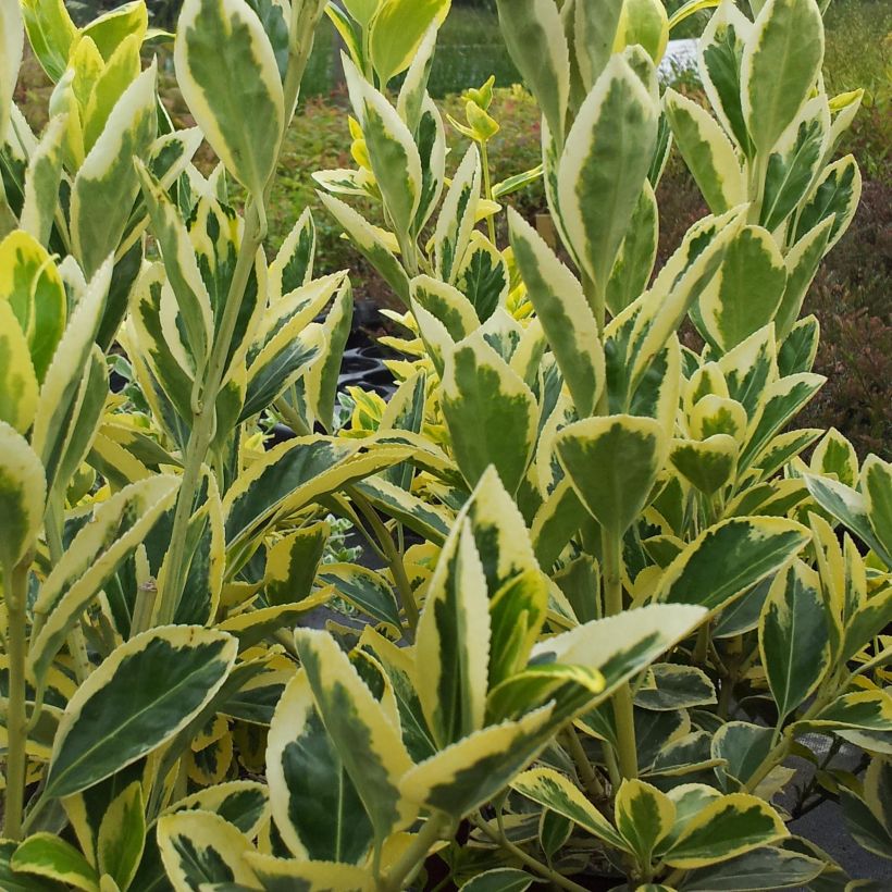 Fusaria giapponese Bravo (Fogliame)