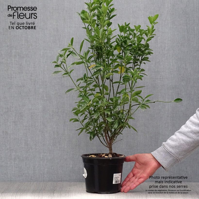 Esemplare di Fusaria giapponese Vaso da 2L/3L come consegnato in autunno
